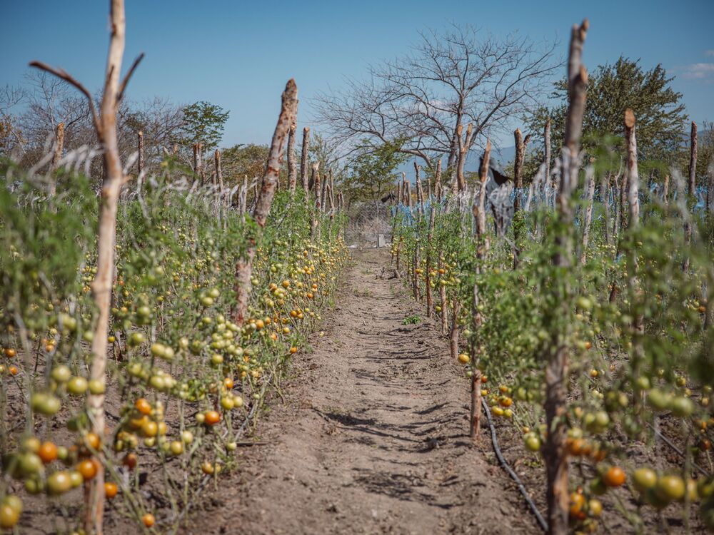 Tomaten