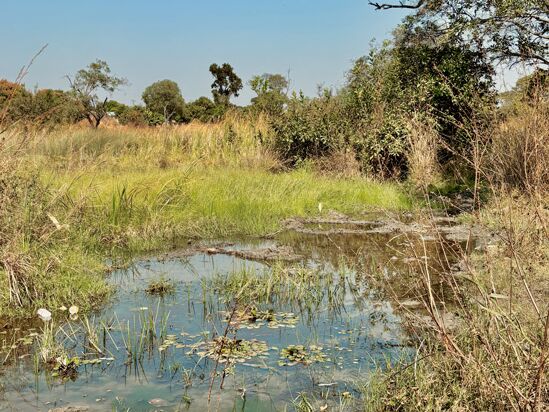 Ein kleiner Teich in einer ländlichen Gegend, umgeben von Bäumen und Gras unter klarem blauem Himmel.